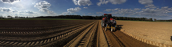 Im M&auml;rz werden bereits die Spargel-Jungpflanzen eingesetzt, die aber erst im kommenden Jahr erstmals f&uuml;r 10 Tage geerntet werden k&ouml;nnen (&copy;Foto,  Martin Schmitz)